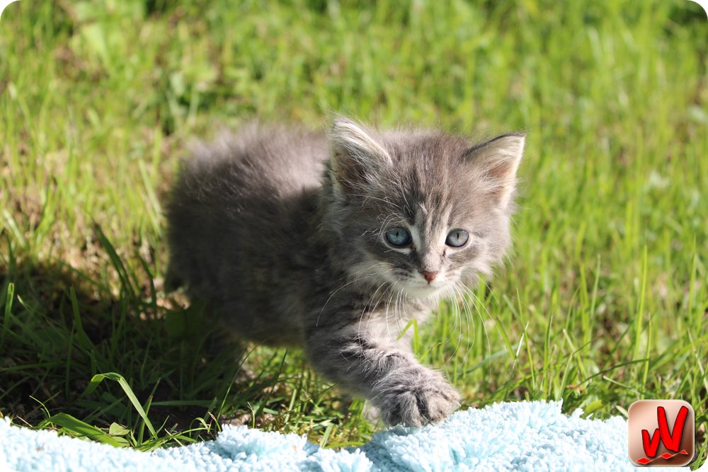 Kitten